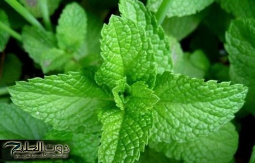 أقوي من إبر الأنسولين بمليون مرة .. عشبة جبارة خارقة تضبط مستوى السكر التراكمي في الدم خلال 30 دقيقة فقط .. معجزة ربانية لمرضي السكر