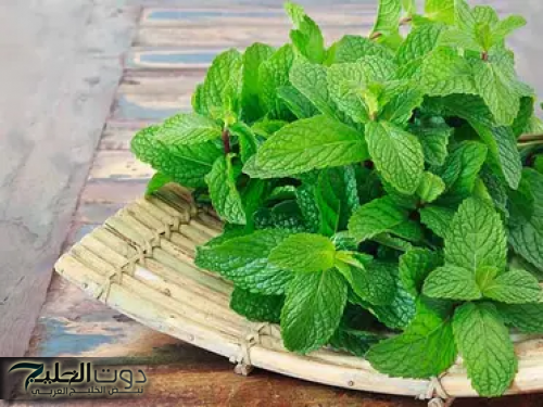 "يدوب تلحق نفسك".. طريقة مدهشة لشد الجسم والتخلص من دهون البطن في أسبوع باستخدام ورق النعناع وورق الغار!