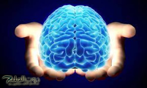 “معجزة ربانية ”.. طعام بسيط متوفر في الأسواق برخص التراب يغذي المخ ويحسن بنية الدماغ ويقوي الذاكرة قبل الامتحانات