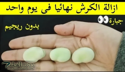 فقط بحبة واحدة من هذا النبات يوميا قبل النوم يمكن التخلص من الكرش وتسارع معدل حرق الدهون طبيعيا بدون كيماويات أو رجيم