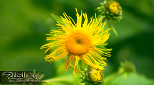 "هتنزل تشتريها حالا"... اغرب انواع الزهور النادره تعالج مرض السكري التراكمي واقوى 10 مرات من الانسولين... مش هتصدق النتيجة!!