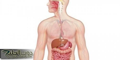 الجزء الأساسي الذي يحدث فيه معظم الهضم الكيميائي: اكتشف كيف يتحلل الطعام في جسمك!