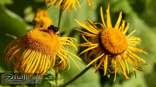 عشبة الطيون فيها الحل المضمون… اغرب انواع الزهور النادره تعالج مرض السكري التراكمي واقوى 10 مرات من الانسولين… فوائد لا تعد ولا تحصي!!