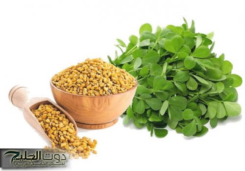 "العالم كله هيموت ويعرفها" .. فتاة مصرية تكشف عن عشبة سحريه برخص التراب تمنع الشيخوخة المبكره وتحميك من السرطان والحل الأمثل لتهدئة القولون