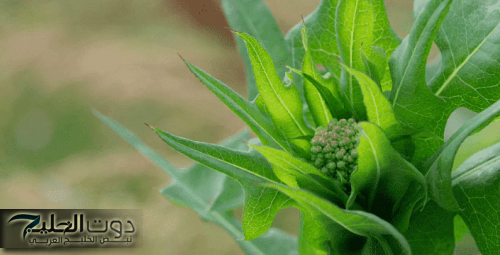 عشبة ربانية رحمة من الله؟!.. تعرف على الفوائد الصحية المذهلة للخس البري لتنظيم مستويات السكر وعلاج السكر التراكمي.. جربها وهتدعيلي!!!