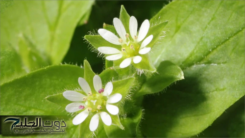 بدون الحاجة للرجيم والحرمان ”.. الفنانة مي كساب تكشف عن عشبة جبارة وسحرية موجودة في كل مطبخ لإزالة الكرش المترهل في 3 أيام وإنقاص الوزن !