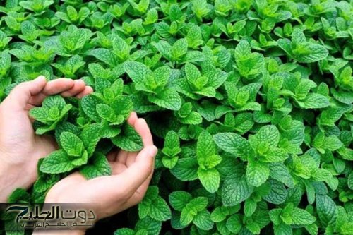 كنز تحت ايدك بس متعرفوش.. عشبة استثنائية هتلاقيها في بيتك هتغير حياتك كليا للأبد.. يارتني عرفتها من زمان!!