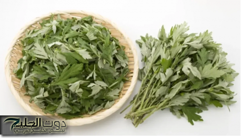 هترجع شاب من أول مرة تستخدم الوصفه فيها”…عشبة سحرية تمنحك شعرا كثيفا وذاكرة قوية نصحني بيها شايب عمره 90 سنة!