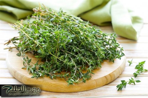 «عشبة مهدرة فوائدها جبارة».… عشبة مهملة في كل بيت يجهلها الجميع.. تعيدك شابا حتى لو كنت في الـ 70 من عمرك!؟