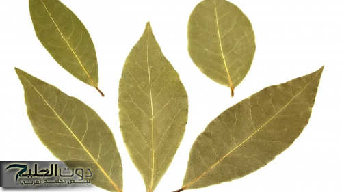 "لنسف الكرش والأرداف بكل سهولة بـ 3 أيام".. استخدم ورق الغار بتلك الطريقة فقط ..وقل وداعاً لدهون البطن والإحراج!!