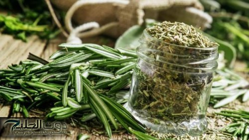 روائع الروز ماري!!.. فوائد مذهلة لتحسين الذاكرة وتعزيز الصحة العقلية..3 فوائد تعزز صحتك!!