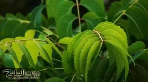 "مش هتصدق اللي هتشوفه!"... نبات لا يستطيع الذباب الاقتراب منه ابدا... هتتفاجأ منه!!