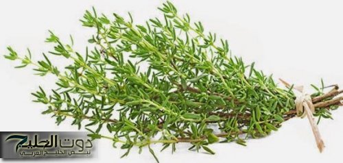 لو علمت قيمتها لما استغنيت عنها.. عشبة تظهر في كل مكان لكن لا أحد يغتنم فوائدها المهمة.. ستحول حياتك إللي الأفضل!!!