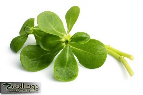 أقوى 20 من إبر الأنسولين.. عشبة الرجلة جبارة تخفض السكر التراكمي في الدم فوراً خلال 30 دقيقة .. تغنيك عن الطبيب!!