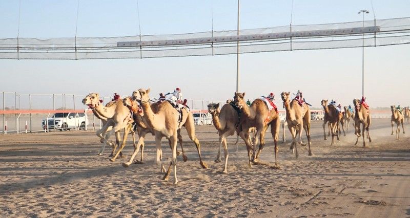 اليوم .. ختام منافسات المحطة السادسة لسباقات الهجن الأهلية بولاية بركاء