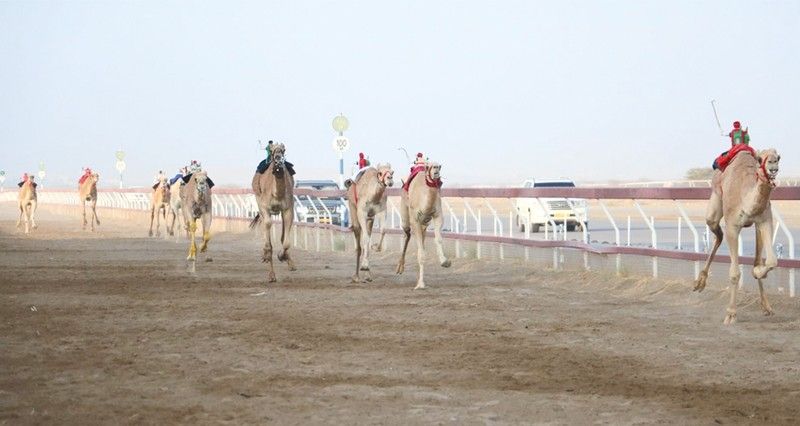 ختام منافسات المحطة السادسة من سباقات الهجن الأهلية بولاية بركاء