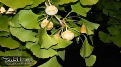 "ببلاش وعلى قد الأيد".. عشبة برخص التراب تعمل على تقوية الذاكرة واستعادة الشباب بسرعة مذهلة!