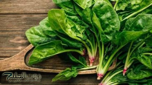 «مليانة فيتامينات ومعادن».. عشبة جبارة متوفرة بكثرة دون أن نعلم أهميتها الكبيرة!! لن تتخيل ماهي فوائدها!!