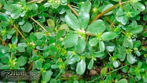 مش هتصدق الاطباء قالو ايه عنها!!!..عشبة من الجنة تقضي على ورم السرطان تماما وتنمو في الشتاء.. طريقة استخدامها!!