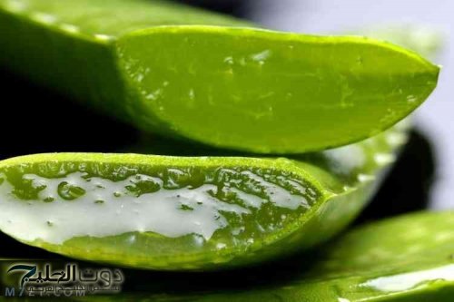 زيت الصبار لتطويل الشعر بسرعة