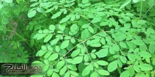 شجرة منتشرة بمصر معجزة طبيعية لعلاج مئات الأمراض