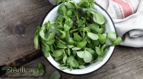 عشبة ربانية جبارة!!.. الرجلة معجزة للصحة وفعالة لمقاومة للاورام.. 4 فوائد جبارة!!