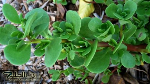 "عشبة نازلة من الجنه"...اليك اقوي عشبه ربانيه أذهلت العالم برائحتها وموجود بالقرب منك دون أن تعلم ويعيد اليك شبابك حتي لو كان عمرك فوق ال 70