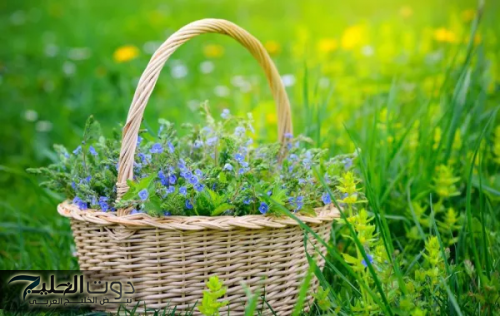 معجزة سحر احسن من ابر الانسولين.. عشبة يمنية شهيرة حيرت الأطباء بقدرتها الفائقة على ضبط مستوى السكر في الدم .. انسي الأدوية من بعدها!!