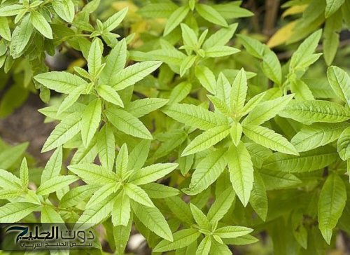 "ارميلي الدهون من على بطنك".. عشبة جــبارة تقضي على الكرش وتنسف الدهون حتى لو مثل الجبل علاج رباني.. رجعت الأمل للناس في التخسيس!!