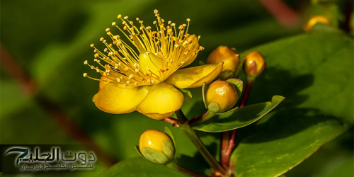 معجزة ربانية نزلت من السما!!.. شابة يمنية تكشف عشبة جبارة مفعولها كالسحر لعلاج الاكتئاب وتحسين المزاج.. ضاع عمرك وانت مش عارف!!