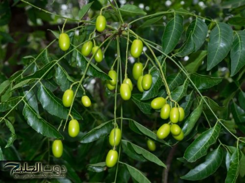 "لكل مريض يعاني بشدة ويتألم ولا يتكلم".. ملعقة واحده من هذه العشبة “الجهنمية” ستنهي اوجاعك للأبد تعرف عليها الآن ولا تتردد!!