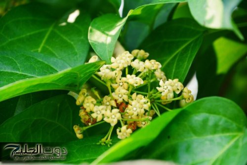 عشبة نعمة ورحمة من الرحمن!!..عشبة مذهلة لضبط مستوي السكر في الدم وتنظيم السكر التراكمي..عشبة جبارة 100%!!