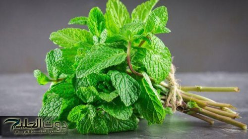 "ياريتني عرفت من زمان".. احصلي على جسم مشدود خلال أسبوع! اكتشفي طريقة مذهلة باستخدام ورق النعناع وورق الغار!