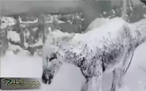 الأرصاد السعودية تطلق تنبيهات : موجة صقيع شديدة تضرب هذه.