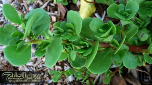 "عشبة نازلة من الجنه"...اليك اقوي عشبه ربانيه أذهلت العالم برائحتها وموجود بالقرب منك دون أن تعلم ويعيد اليك شبابك حتي لو كان عمرك فوق ال 70