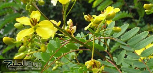 "عشبة شاطرة لتنظيف القولون" هاتخليك مرتاح طول اليوم .. عشبة جيالك من السما!!