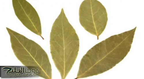 "عطار ابن حلال نصحني بيها".. وصفة ورق الغار للتخسيس هتشيل الجناب والكرش..في 7 ايام؟ عودك هيبقي مثالي!""عطار ابن حلال نصحني بيها".. وصفة ورق الغار للتخسيس هتشيل الجناب والكرش..في 7 ايام؟ عودك هيبقي مثالي!"