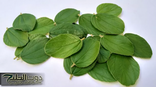 «نزلت من السماء»... أوراق عشبة تنظيم مستويات السكر وعلاج اضطرابات الجهاز الهضمي - ضاع عمرنا منعرفهاش