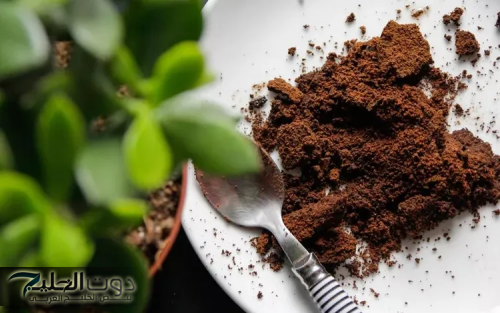 "3% بس اللي يعرفوا المعلومة دي" .. يابخت اللي يعرف فوائد تفل الشاي هيحول صحتك 360 درجة .. معلومات أول مرة تسمعها!!