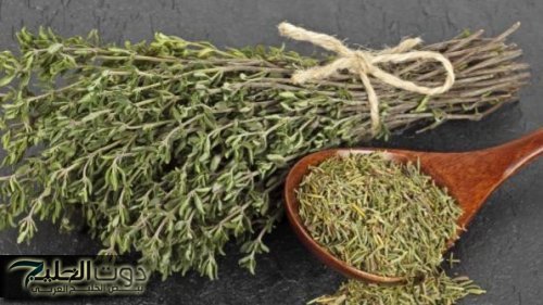 العشبة المعجزة.. نبات يؤخر الشيخوخة ويقلل من علامات تقدم السن.. هترجعي شباب لو عمرك اكثر من 70 سنه