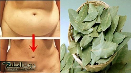 "نبتة ربانية خطيرة".. فوائد نبتة ورق الغار في انقاص الوزن ونسف الكرش!!.. هتفاجئك!!