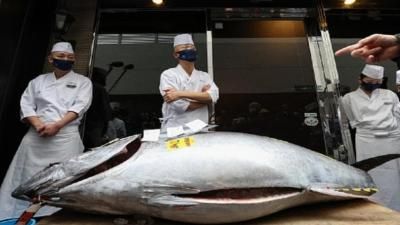 أخبار اليمن : سمكة تونة بـ1.3 مليون دولار