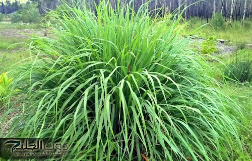 "هتصحى تلاقي بطنك اختفت".. حـبة سحـرية قبل النوم تذيب الكرش المدلدل وتحول جسمك 180 درجة في يوم واحد.. "سر رشاقة المشاهير"!!