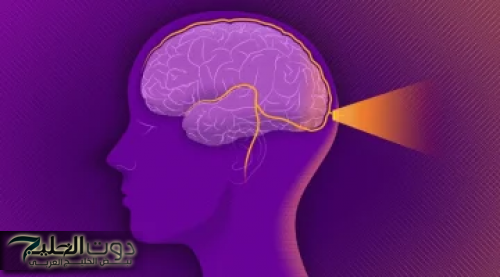 معجزة ربانية بكل المقاييس .. نبات طبيعي مهمل يغذي المخ يحسن بنية الدماغ يقوي الذاكرة أقوي علاج لضعف التركيز .. تعرف عليه ولا تهمله أبدا