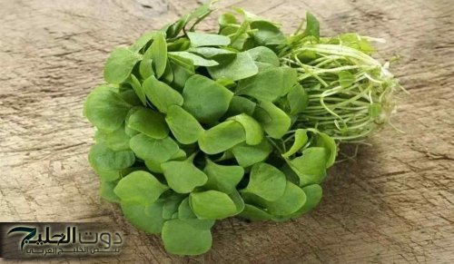 "العشبة دي هتخلصك من السعال والزكام وتقوي المناعة تجدد الكبد وتحارب الكولسترول رغم ريحتها النفاذة!"