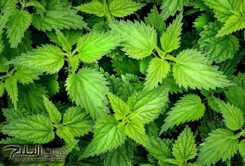 شعرك هيبقى زي الهنود وأحلى!!... عشبة موجودة في كل بيت هتحل كل مشاكل شعرك من اول استخدام!