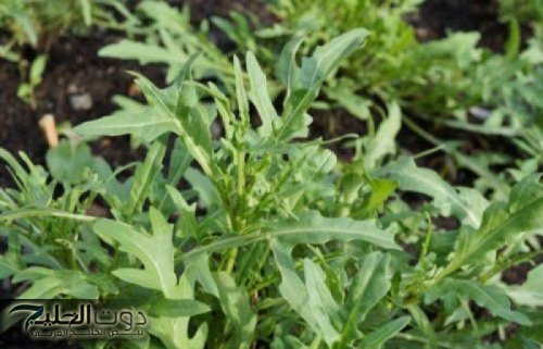 "عشبة تنظف الكبد من السموم!".... وتعالجك من السعال والزكام في دقائق وتعتبر الحل الأمثل للروماتيزم!