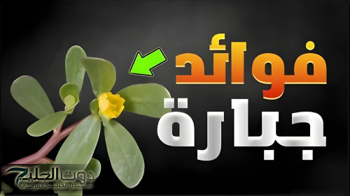 "اكتشاف عجيب أدهش الجميع"..نبتة من قديم الزمان في كل مكان محدش مقدر قيمتها الحقيقية... . تعزز من الكولاجين في البشرة!!