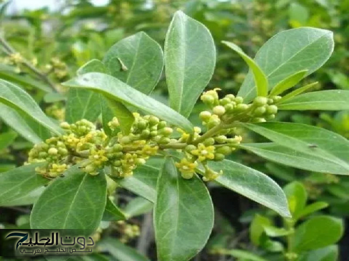 "وداعاً لإبرة الأنسولين!!"... عشبة عربية سحربة تخفض السكر التراكمي بسرعة البرق وتضبط معدل الجلوكوز!!