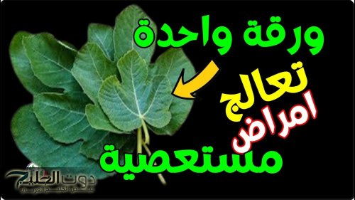 معجزة حرق ورق التين الأخضر في المنزل وصفة جبارة ياريت كنت عرفتها من زمان